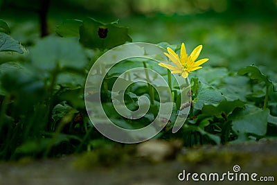 Single yellow flower of the lesser celandine, Ficaria verna, in front of a green carpet of leaves on the forest floor, shallow dep Stock Photo