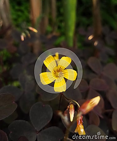 Single yellow flower of Oxalis spiralis or volcanic sorrel Stock Photo