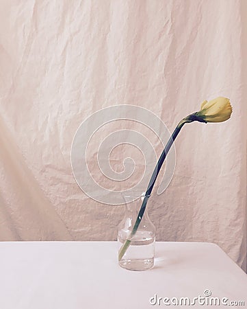 Single yellow iris in clear glass vase Stock Photo