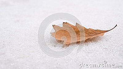 Single yellow oak leaf lies on the white snow. Leaf on white background Stock Photo