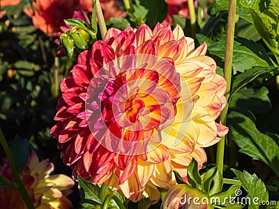 Single yellow, red, orange and pink dahlia flower with beautiful petals in a green garden. Close-up shot Stock Photo