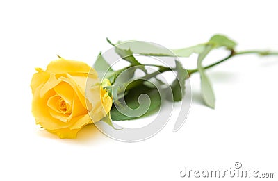 Single yellow rose Stock Photo