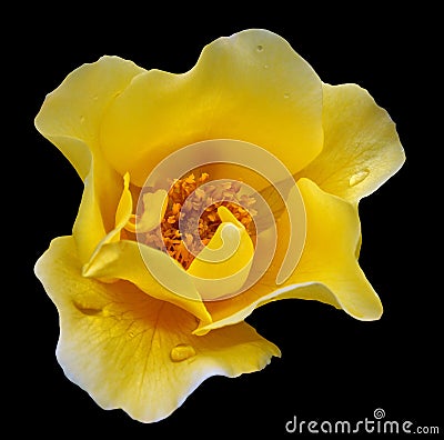 Single yellow rose with on a black background with raindrops Stock Photo