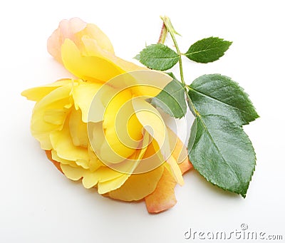 Single yellow rose flower with leaf Stock Photo