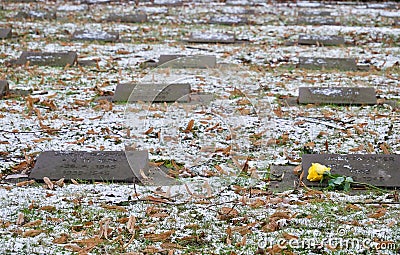 Single yellow rose lying on commemorative stones Editorial Stock Photo