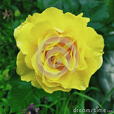 Single yellow Rose potrait Stock Photo