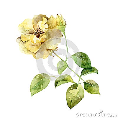 Single yellow rose on white background Cartoon Illustration