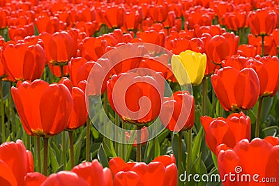 Single yellow tulip among field of red ones Stock Photo