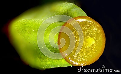 Single young capsule of a hair cap moss from Connecticut. Stock Photo