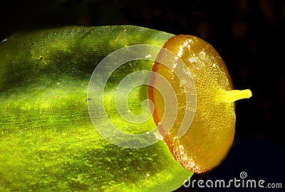Single young capsule, the sporangium, of the hair cap moss. Stock Photo