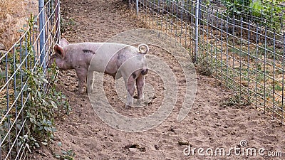Single young dirty pink domestic pig with curly tail poking her nose through wire fence Stock Photo