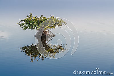 Single young endangered mangrove reflects in calm water Stock Photo