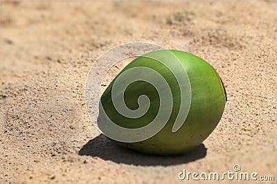 Single young new green coconut resting on hot sunny sand Stock Photo