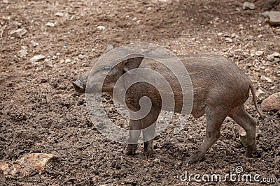 Single young of wild boar standing on dirt field Stock Photo