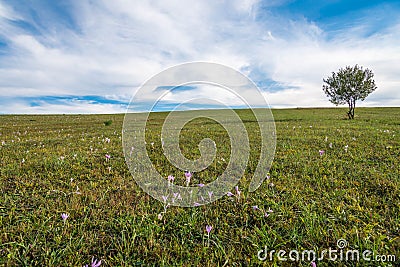 Single ypung tree on green field, pink autumn flowers on the foreground Stock Photo