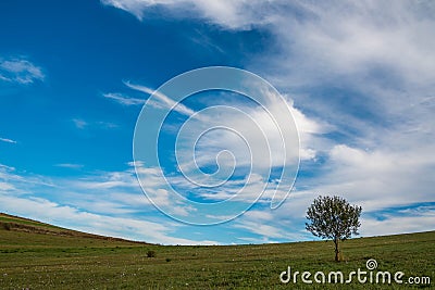 Single ypung tree on green field, pink autumn flowers on the foreground Stock Photo