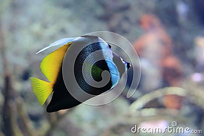 Singular bannerfish Stock Photo