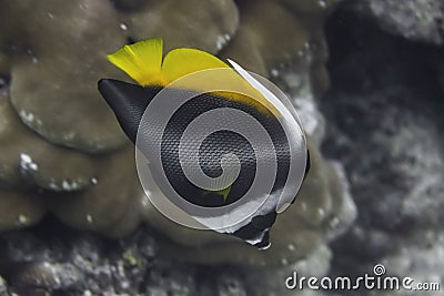 Singular bannerfish (Heniochus singularius) in Andaman Sea Stock Photo