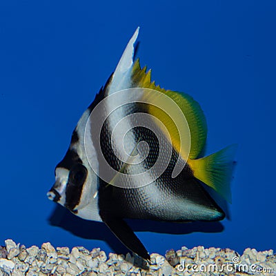 Singular Bannerfish Heniochus singularis Stock Photo