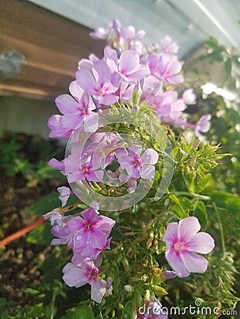 Singular pink peddles floral outdoors Stock Photo