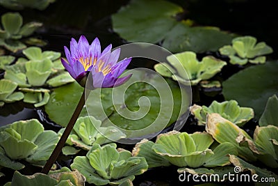 Singular Purple and Yellow Water Lily Stock Photo