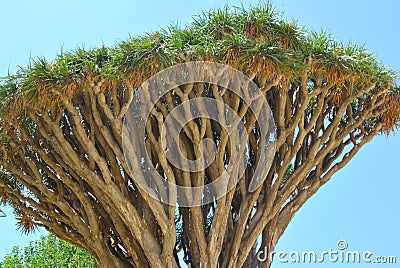 Singular tree Stock Photo