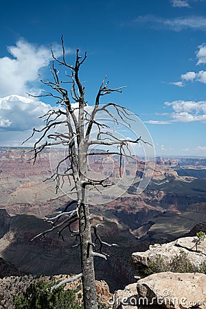 a lone tree on a cliff top overlooks a vast canyon Stock Photo