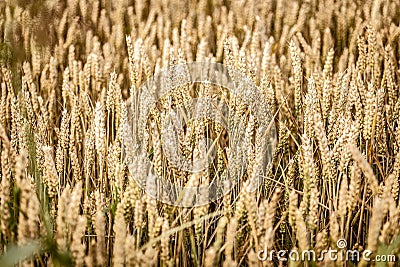 Lone Tree Amidst Italian Countryside Fields Stock Photo