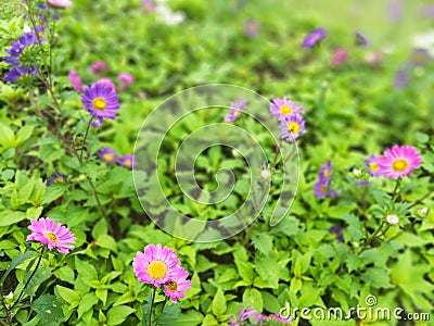 Sinies flowers - peradeniya brotanical garden kandy sri lanka Stock Photo