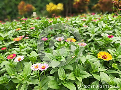 Sinies flowers - peradeniya brotanical garden Stock Photo