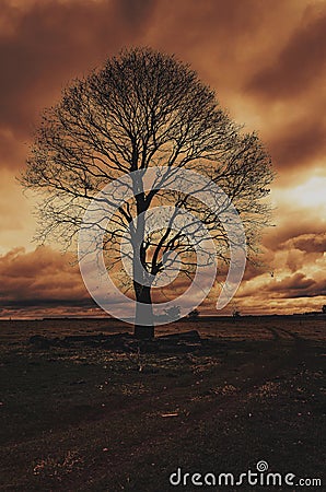 Sinister landscape: Silhouette of a big tree on a cloudy day Stock Photo