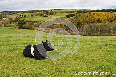 Single black cow in front of forest ardennes Stock Photo
