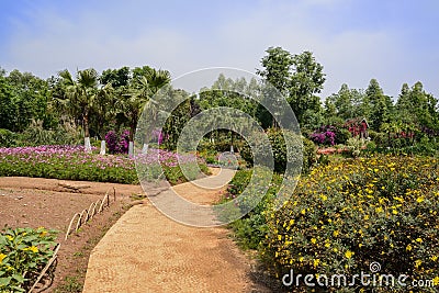 Sinuous path in flowers at sunny summer noon Stock Photo