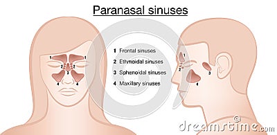 Sinuses Anatomical Representation Vector Illustration