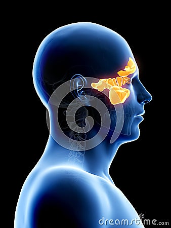 The sinuses Cartoon Illustration