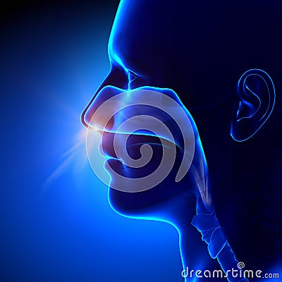 Sinuses - Breathing / Human Anatomy Cartoon Illustration