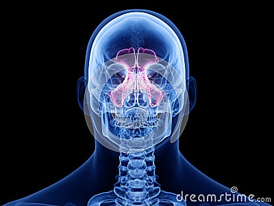 The sinuses Cartoon Illustration