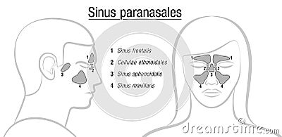 Sinuses Latin Names Male Female Face Vector Illustration