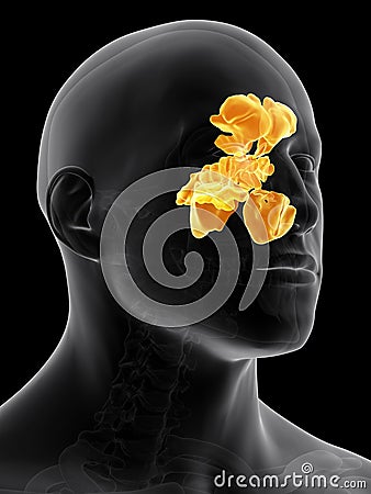 The sinuses Cartoon Illustration