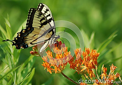 Sipping Nectar Stock Photo