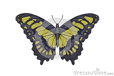 Siproeta stelenes, Malachite butterfly in vintage realistic style. Winged black and green insect, flying moth. Detailed Vector Illustration