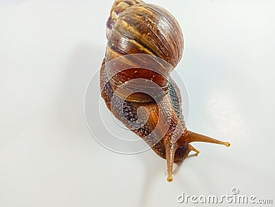 siput taman diisolasi dengan latar belakang putih. Stock Photo