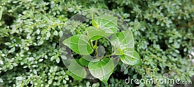 Sirih Bumi Herb & x28;Peperomia pellucida& x29; Stock Photo