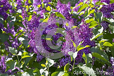Siringa blossom flower. Purple lilac blossom flower, natural branch of syringa lilac Stock Photo