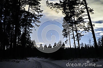 Sirius star on night sky and snow in winter forest Stock Photo