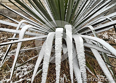Sisal agave Agave sisalana at wintertime Stock Photo