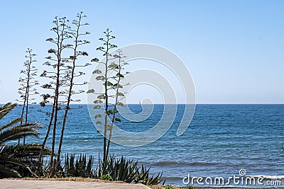 Sisal (Caribbean Agave) flowers are white and green. Scientific name Agave angustifolia Stock Photo
