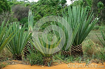 Sisal Plant, agave sisalana, Fort Dauphin in Madagascar Stock Photo