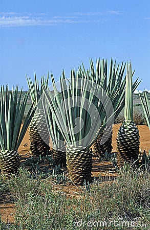 Sisal Plant, agave sisalana, Plantation in Madagascar near Fort Dauphin Stock Photo