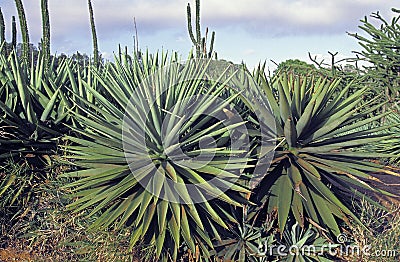 Sisal Plant, agave sisalana, Plantation near Fort Dauphin in Madagascar Stock Photo